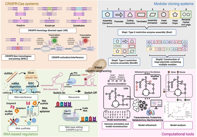 Recent advances in genetic engineering and chemical production in yeast species.