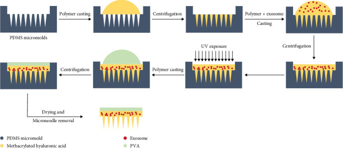 Exosome Loaded in Microneedle Patch Ameliorates Renal Ischemia-Reperfusion Injury in a Mouse Model.