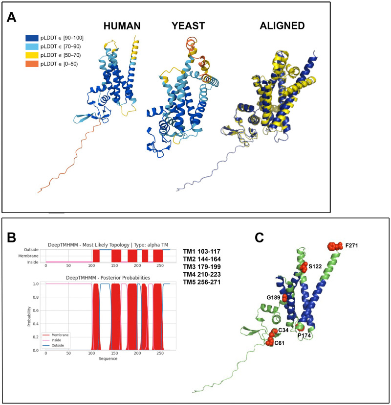 Arv1; a "Mover and Shaker" of Subcellular Lipids.