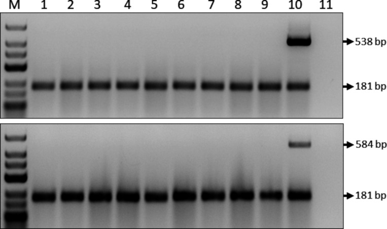 Construction and characterization of an infectious cDNA clone of turtle grass virus X from a naturally infected <i>Thalassia testudinum</i> plant.