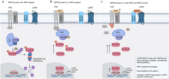 LGR5: An emerging therapeutic target for cancer metastasis and chemotherapy resistance.
