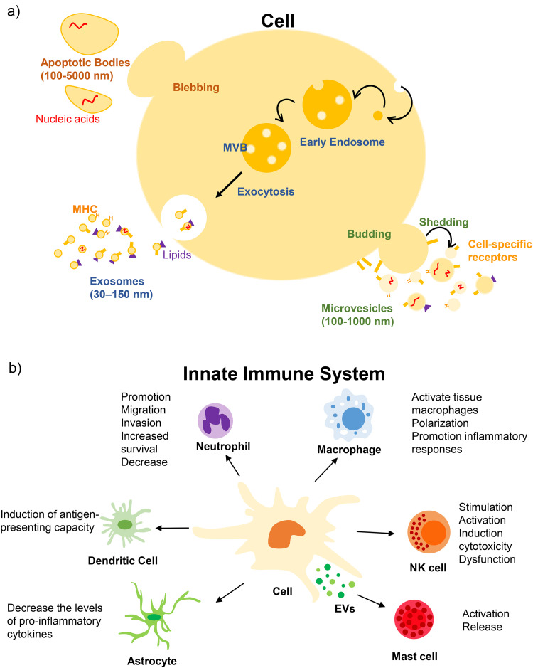 Biological significance of extracellular vesicles in innate immune system.