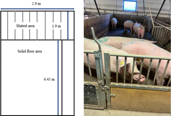 A comparison of two systems for group housing of gestating sows - effects on productivity, removal, and treatments.
