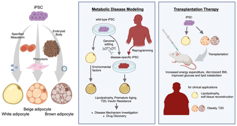 Application of human iPSC-derived white, beige, and brown adipocytes for metabolic disease modeling and transplantation therapy.