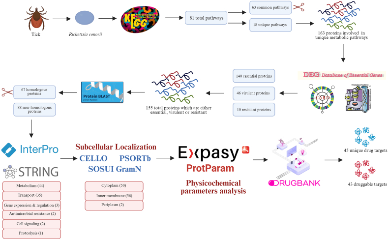 Deciphering Rickettsia conorii metabolic pathways: A treasure map to therapeutic targets