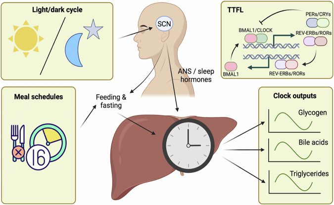Potential bidirectional communication between the liver and the central circadian clock in MASLD.