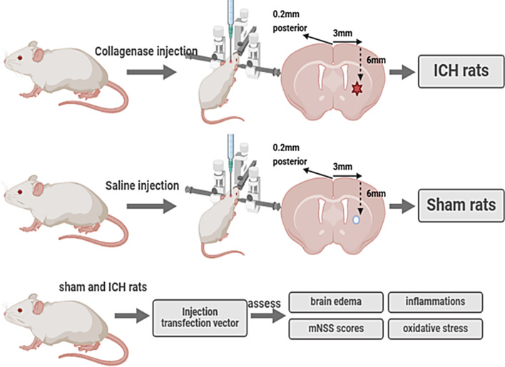 Protective effect of silencing lncRNA HCP5 against brain injury after intracerebral hemorrhage by targeting miR-195-5p.