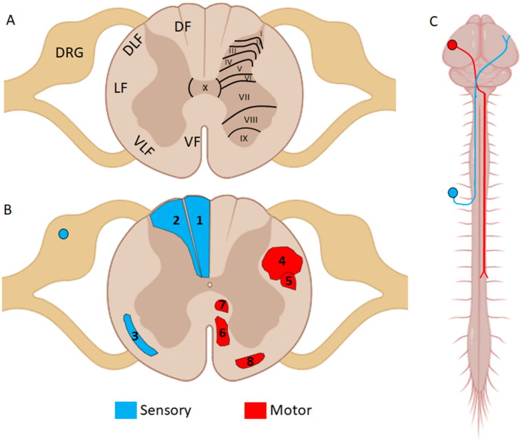 Neurons Are Not All the Same: Diversity in Neuronal Populations and Their Intrinsic Responses to Spinal Cord Injury.