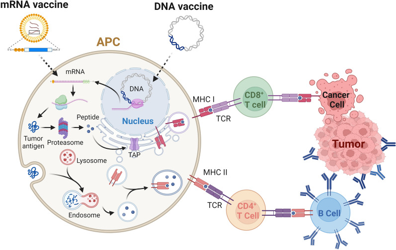 Advances in nucleic acid-based cancer vaccines.