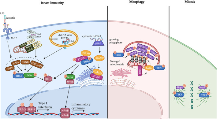 Adaptor-Mediated Trafficking of Tank Binding Kinase 1 During Diverse Cellular Processes.