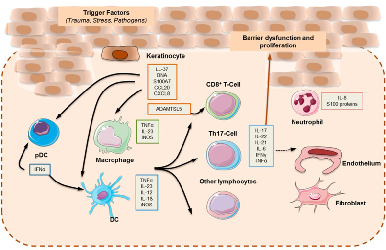 Educational Case: Psoriasis