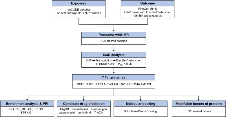 Exploring novel drug targets for erectile dysfunction through plasma proteome with genome.