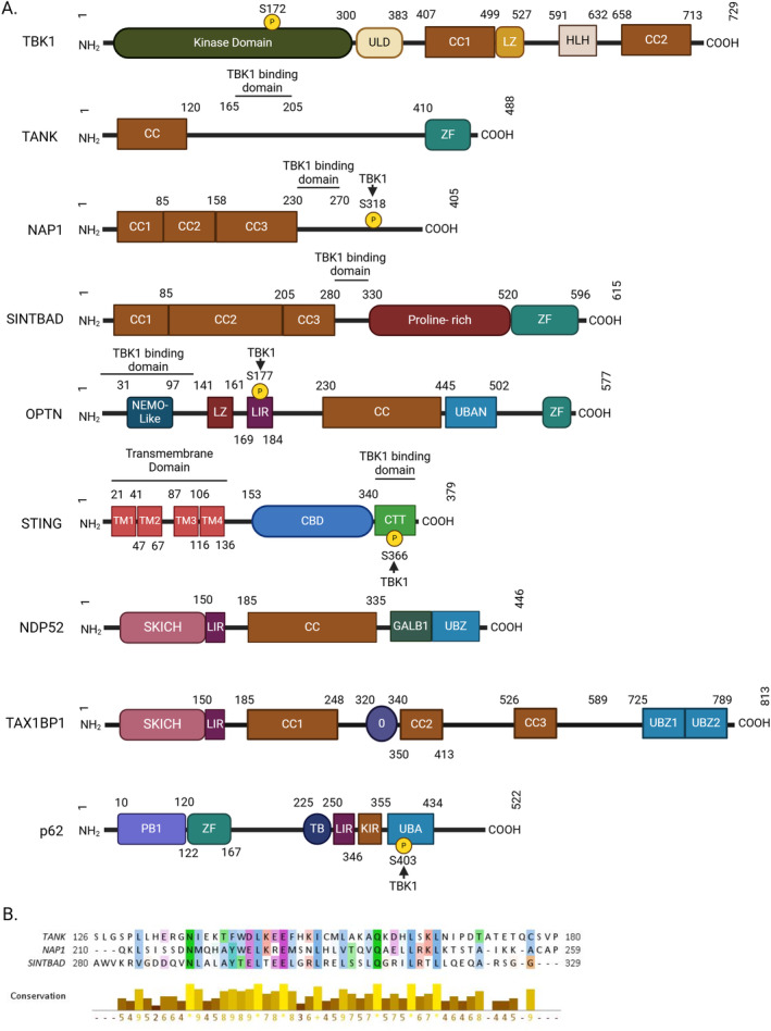 Adaptor-Mediated Trafficking of Tank Binding Kinase 1 During Diverse Cellular Processes.