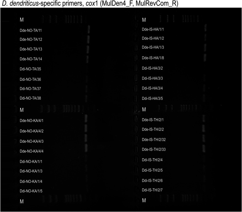 Usefulness of microsatellite loci for differentiating between Dibothriocephalus dendriticus and Dibothriocephalus ditremus (Cestoda: Diphyllobothriidea).