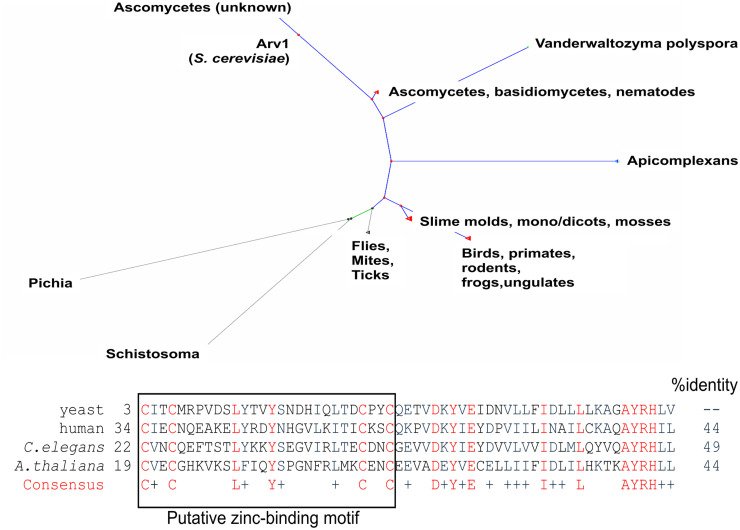 Arv1; a "Mover and Shaker" of Subcellular Lipids.