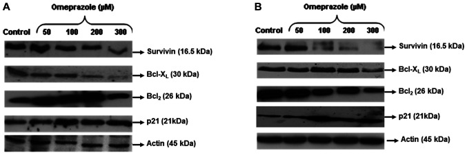 [Corrigendum] Anti‑carcinogenic properties of omeprazole against human colon cancer cells and azoxymethane‑induced colonic aberrant crypt foci formation in rats.