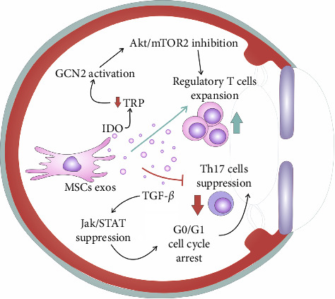 Mesenchymal Stem Cell-Sourced Exosomes as Potentially Novel Remedies for Severe Dry Eye Disease.