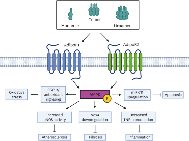 Cardioprotective Effects of Adiponectin-Stimulated Autophagy.