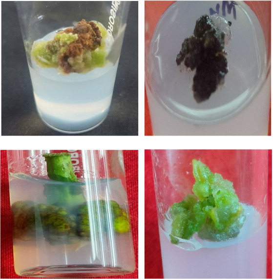 Efficient Micropropagation of <i>Bistorta amplexicaulis</i> (D.Don) Greene: An Important Medicinal Plant of Western Himalaya.