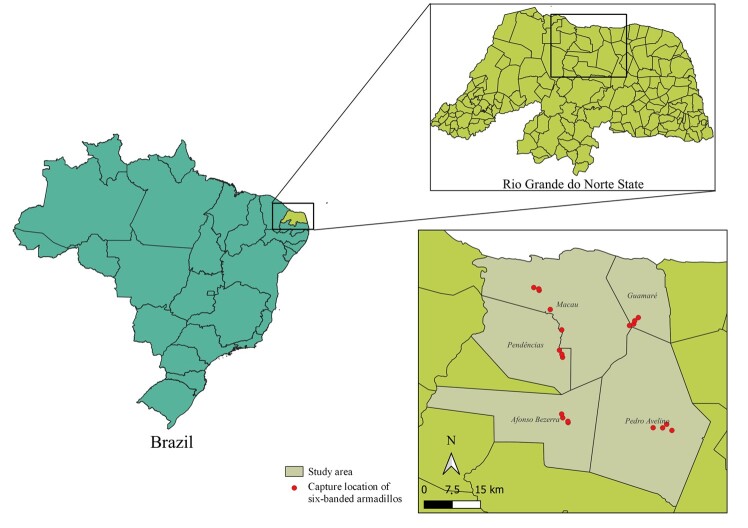 Molecular analysis of zoonotic pathogens in free-ranging six-banded armadillos (Euphractus sexcinctus) from the Brazilian semiarid region.