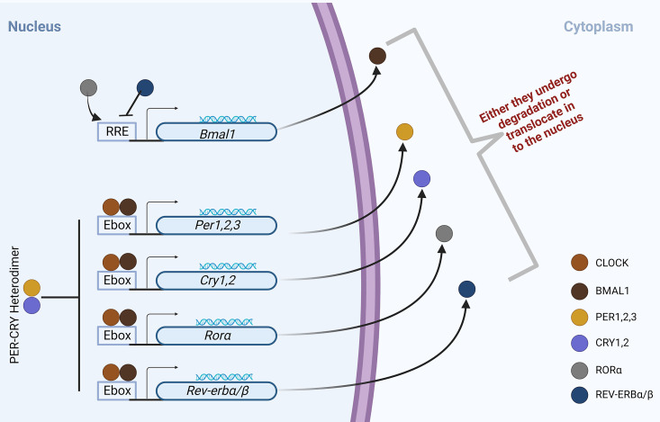 The Anti-Elixir Triad: Non-Synced Circadian Rhythm, Gut Dysbiosis, and Telomeric Damage.