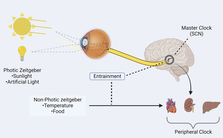 The Anti-Elixir Triad: Non-Synced Circadian Rhythm, Gut Dysbiosis, and Telomeric Damage.