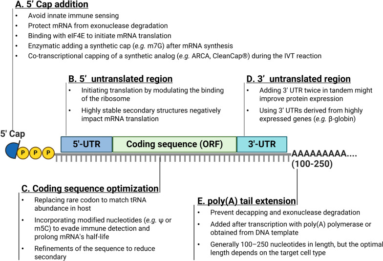 Advances in nucleic acid-based cancer vaccines.