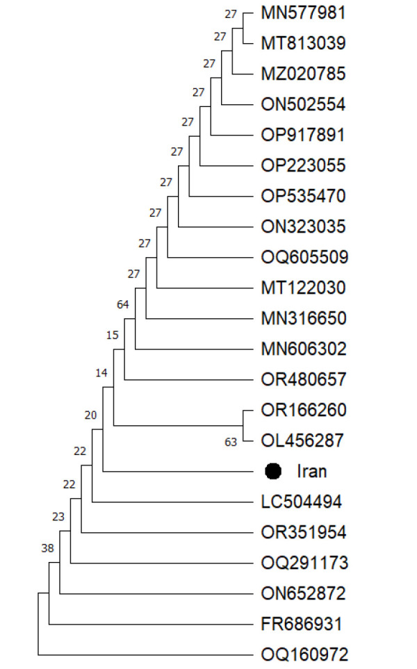 Molecular and histopathological characterization of fowl adenovirus serotype 4 in broiler chickens in Kashan, Iran: implications for disease control and prevention in the poultry industry.