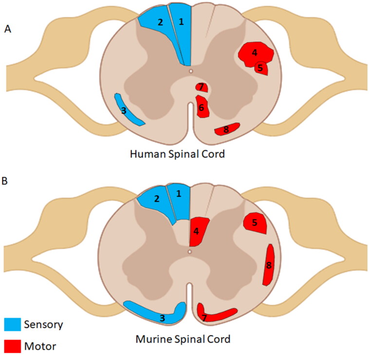 Neurons Are Not All the Same: Diversity in Neuronal Populations and Their Intrinsic Responses to Spinal Cord Injury.