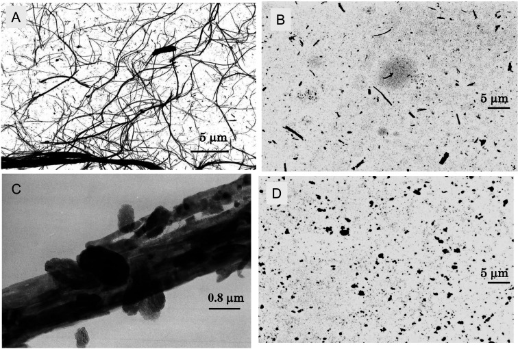 Mesothelioma carcinogenesis of chrysotile and forsterite compared and validated by intraperitoneal injection in rat.