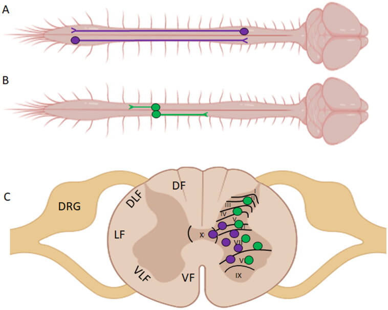 Neurons Are Not All the Same: Diversity in Neuronal Populations and Their Intrinsic Responses to Spinal Cord Injury.