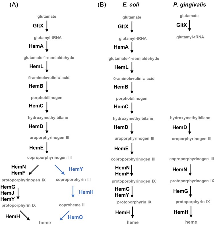 Exploring heme and iron acquisition strategies of Porphyromonas gingivalis-current facts and hypotheses.