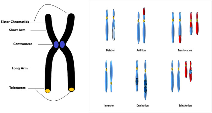 Automated karyogram analysis for early detection of genetic and neurodegenerative disorders: a hybrid machine learning approach.