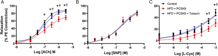 Histone deacetylase 6 inhibition prevents hypercholesterolemia-induced erectile dysfunction independent of changes in markers of autophagy.