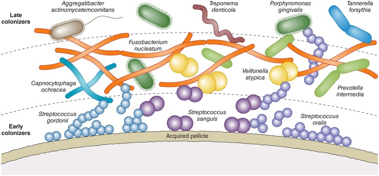 Exploring heme and iron acquisition strategies of Porphyromonas gingivalis-current facts and hypotheses.