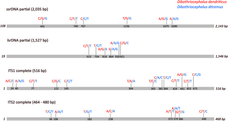 Usefulness of microsatellite loci for differentiating between Dibothriocephalus dendriticus and Dibothriocephalus ditremus (Cestoda: Diphyllobothriidea).