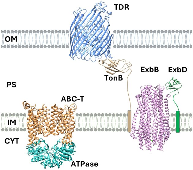 Exploring heme and iron acquisition strategies of Porphyromonas gingivalis-current facts and hypotheses.