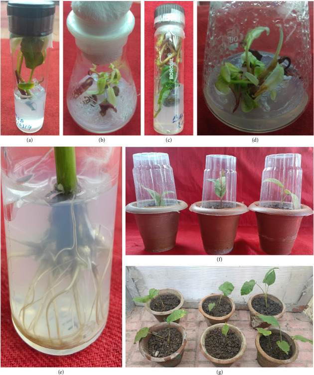 Efficient Micropropagation of <i>Bistorta amplexicaulis</i> (D.Don) Greene: An Important Medicinal Plant of Western Himalaya.