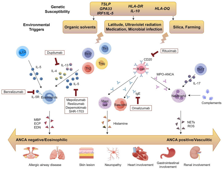 Heterogeneity and individualized therapy for eosinophilic granulomatosis with polyangiitis.
