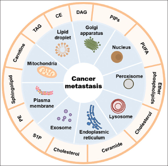 Lipidomics and temporal-spatial distribution of organelle lipid.