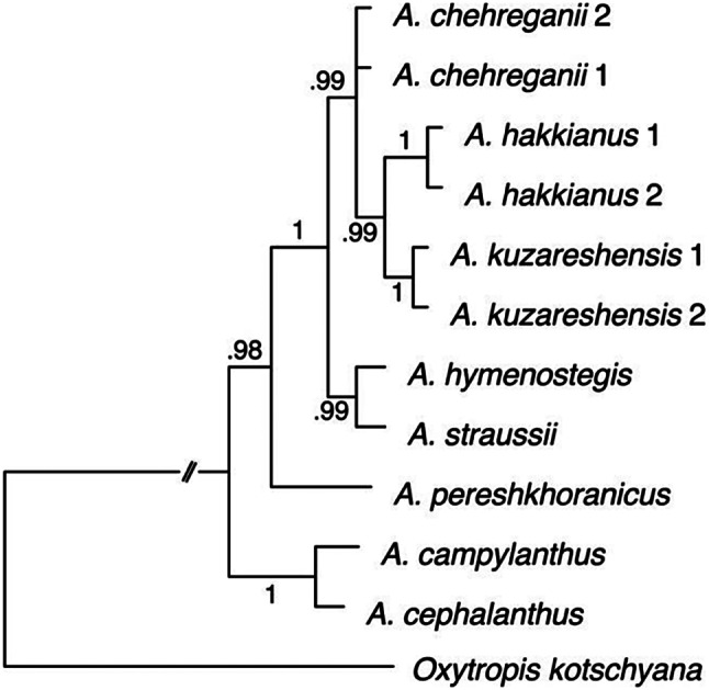 A new species of Astragalus (Fabaceae) from the Irano-Turanian biodiversity hotspot: an integrative approach.