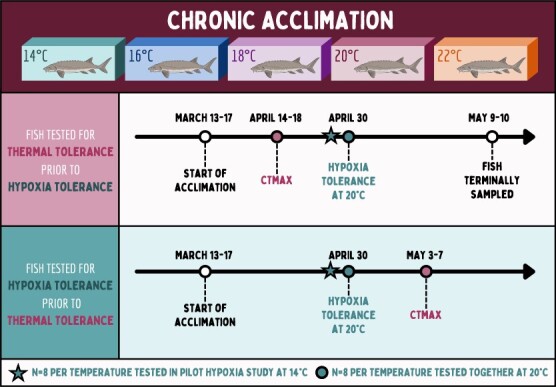 Prior thermal acclimation gives White Sturgeon a fin up dealing with low oxygen.