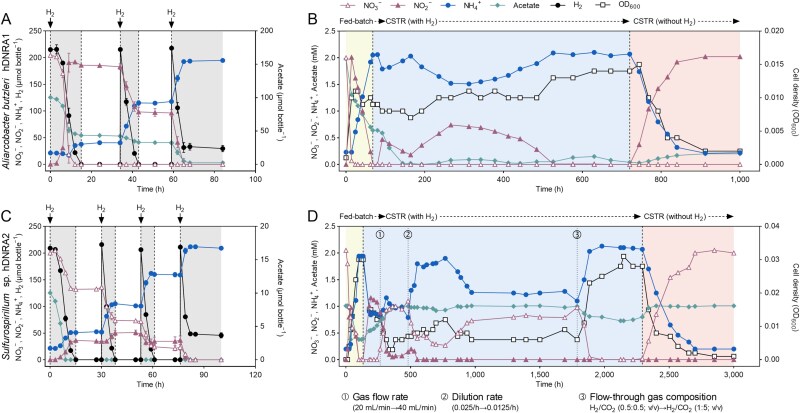 Hydrogen-dependent dissimilatory nitrate reduction to ammonium enables growth of Campylobacterota isolates.