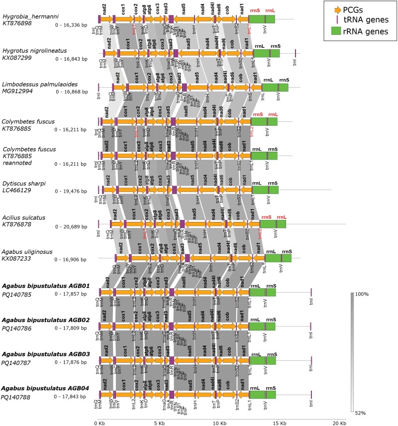 Multi-sample long-read nanopore sequencing of Agabus bipustulatus (Coleoptera: Dytiscidae: Agabinae) mitogenome produces effectively reliable data for downstream analyses.