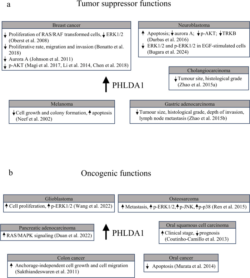 Expanding on roles of pleckstrin homology-like domain family A member 1 protein.