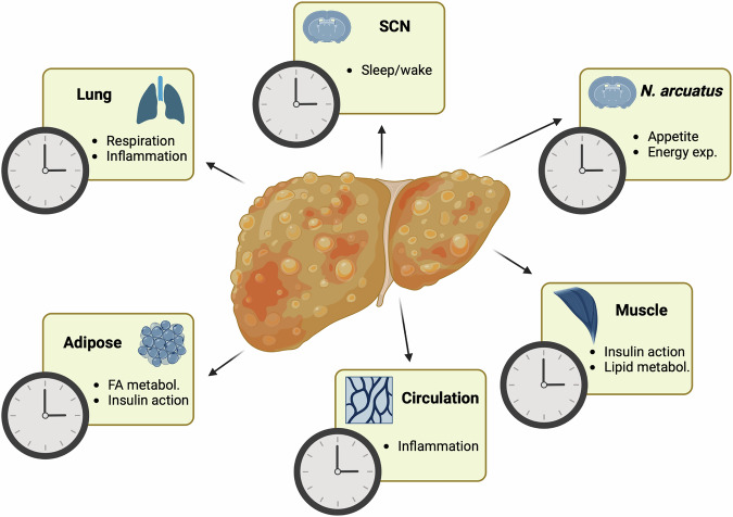 Potential bidirectional communication between the liver and the central circadian clock in MASLD.