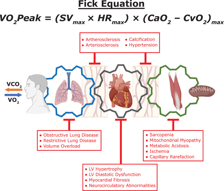 Cardiopulmonary Exercise Testing in Patients with Chronic Kidney Disease.