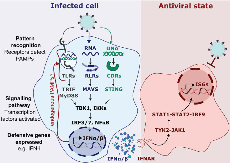 HIV capsids: orchestrators of innate immune evasion, pathogenesis and pandemicity.