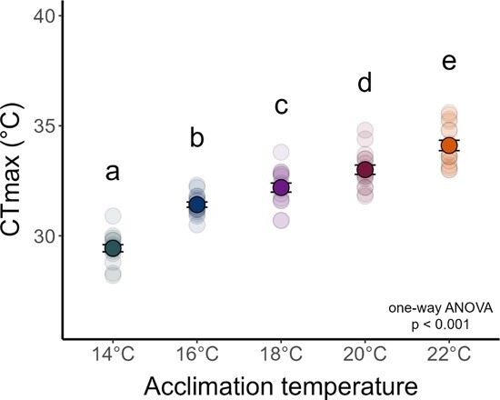 Prior thermal acclimation gives White Sturgeon a fin up dealing with low oxygen.