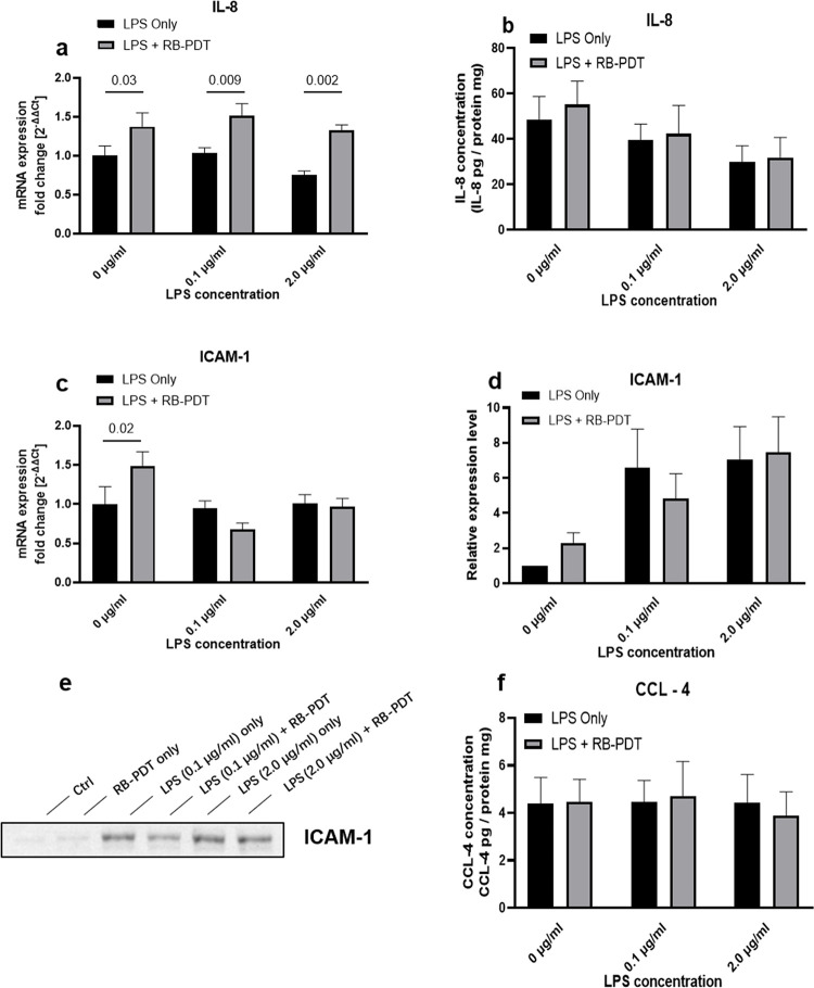 The cellular response of lipopolysaccharide-induced inflammation in keratoconus human corneal fibroblasts to RB-PDT: Insights into cytokines, chemokines and related signaling pathways.